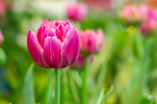 Lindas tulipas no jardim.