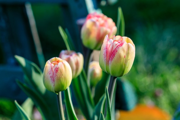 Lindas tulipas rosa amarelas com gotas