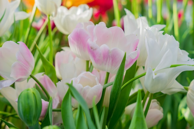 Lindas tulipas rosa close-up