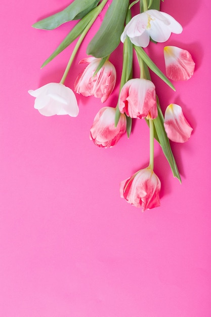 Lindas tulipas rosa e brancas na superfície de papel rosa