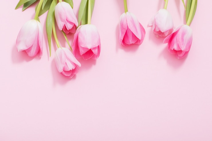 Foto lindas tulipas rosa em fundo rosa