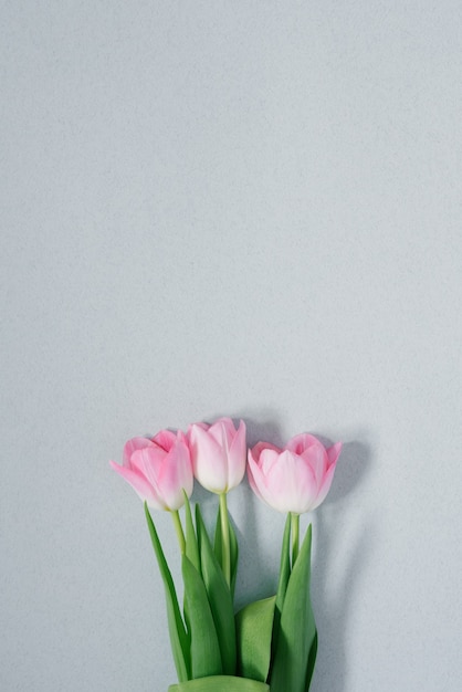 Lindas tulipas rosa primavera em azul claro e plano