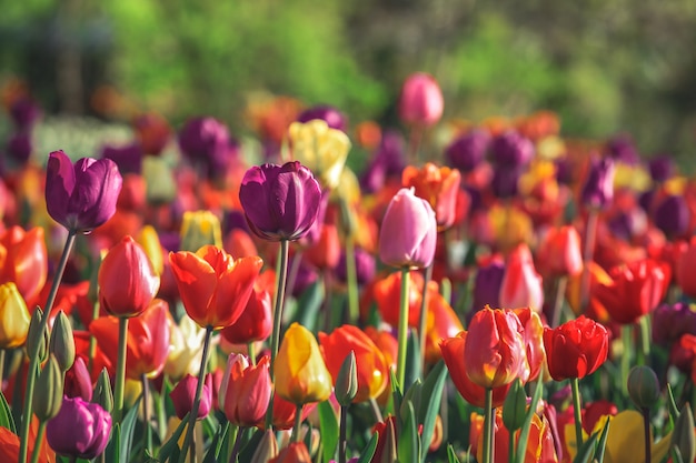 Lindas tulipas roxas em um jardim