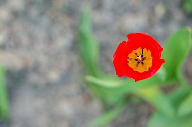 Lindas tulipas vermelhas Copie o espaço Conceito flores de fundo e natureza