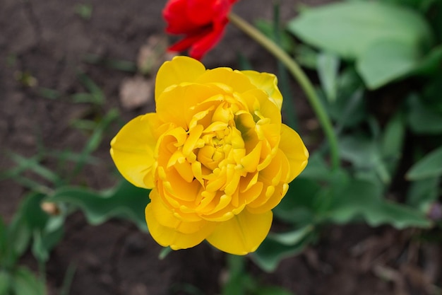 Lindas tulipas vermelhas e amarelas florescem no quintal de perto