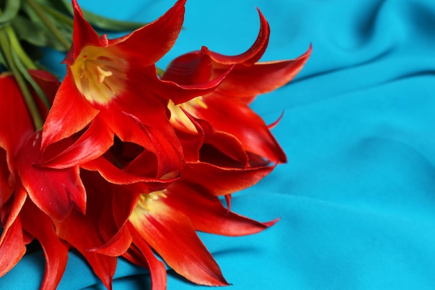 Lindas tulipas vermelhas em fundo de cetim azul