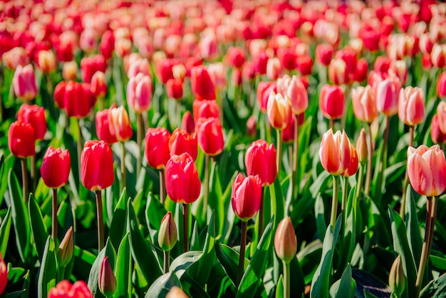 Lindas tulipas vermelhas na Holanda em dias ensolarados de primavera.