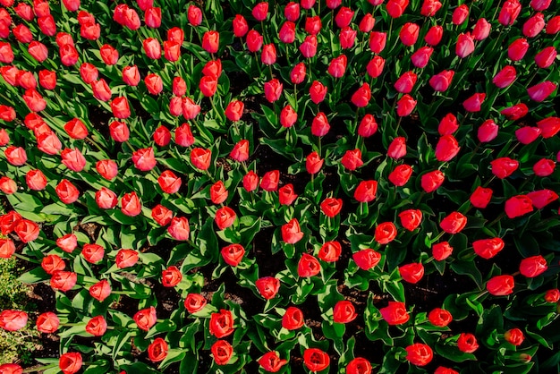 Lindas tulipas vermelhas na Holanda em dias ensolarados de primavera.