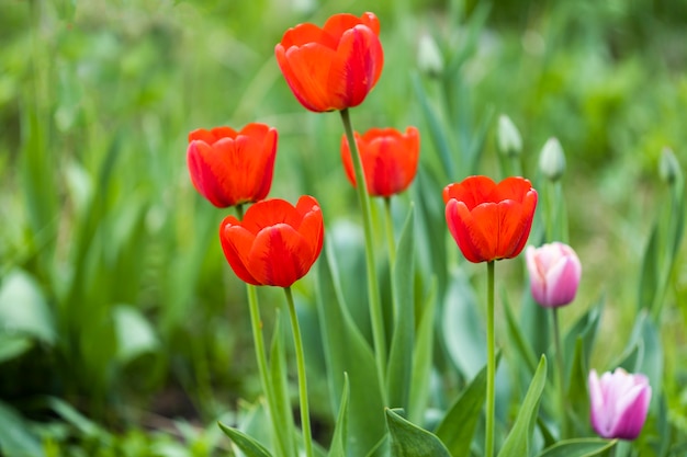 Lindas tulipas vermelhas na natureza. cartão postal de verão. foto de alta qualidade