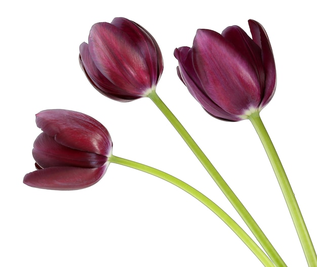 Lindas tulipas violetas isoladas em branco