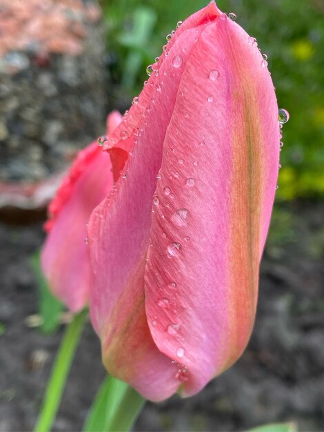 Lindas tulipas vivas em close em um fogo ensolarado de primavera Fundo de primavera para suas necessidades