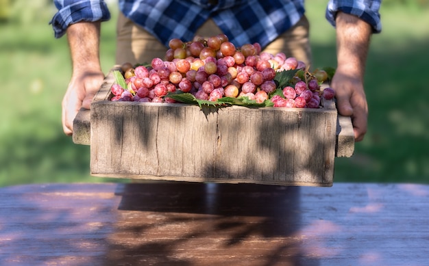 Lindas uvas frescas e orgânicas