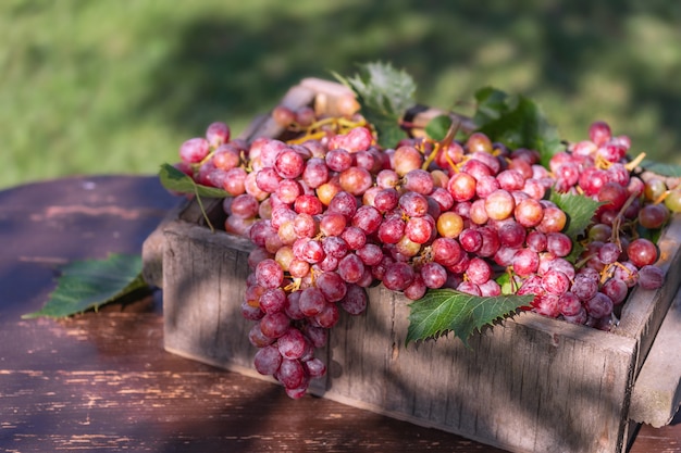 Lindas uvas frescas e orgânicas