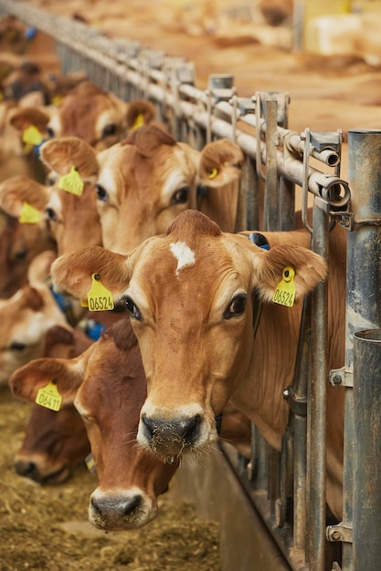 Las lindas vacas de jersey en una granja en Dinamarca