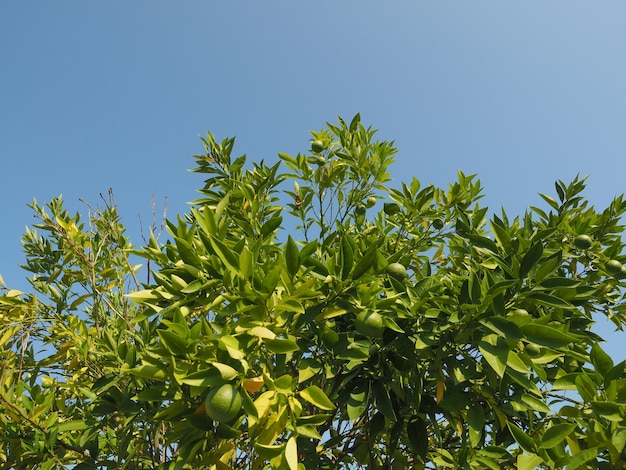 Linde Citrus x latifolia Baum