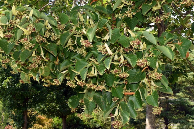 Linde Tilia henryana mit ihren Blüten