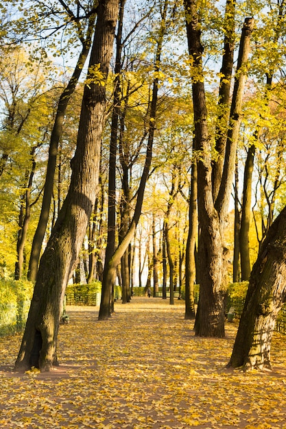 Linden alley en otoño parque con coloridos árboles y luz del sol, hojas amarillas caídas en el camino