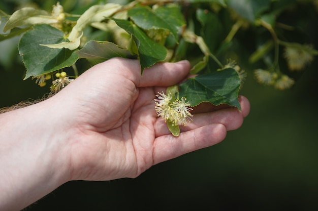 Linden em flor