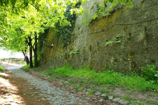 Linden park cerca del antiguo muro de ladrillo de la fortaleza Petrovaradin Novi Sad Serbia Follaje fresco de tilos