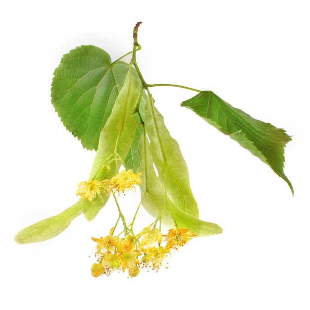 Linden (Tilia platyphyllos / cordata) folhas e flores isoladas no fundo branco