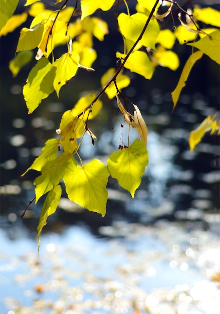 Lindenbaumaste mit gelbem Herbstlaub über Teichwasser