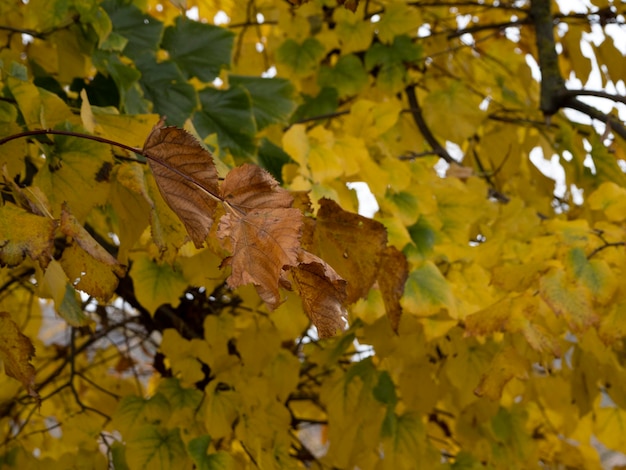 Lindenblätter in der Herbstsaison