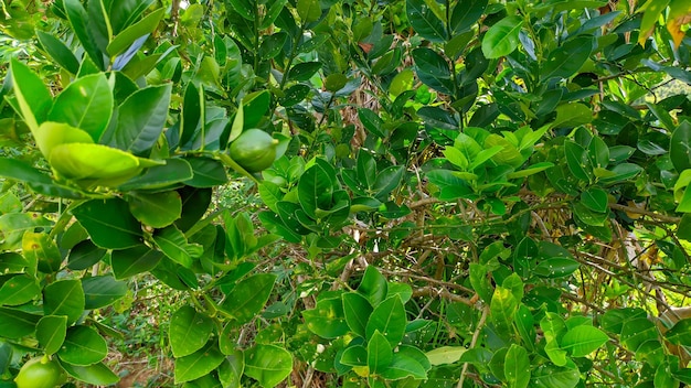 Lindenblattpflanze Citrus aurantiifolia in Indonesien