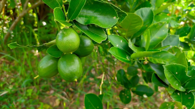 Lindenblattpflanze Citrus aurantiifolia in Indonesien