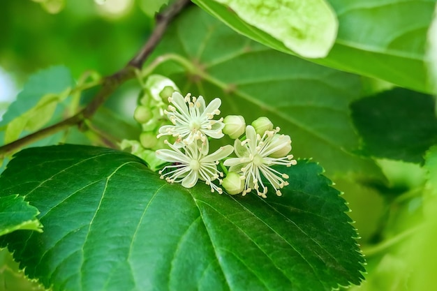 Lindenblüten auf einem Lindenzweig