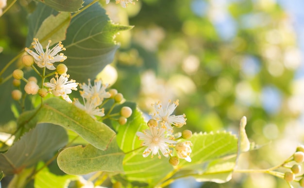 Lindenblüten blühen in der Saison, es ist Zeit, Linden für den Tee zu pflücken