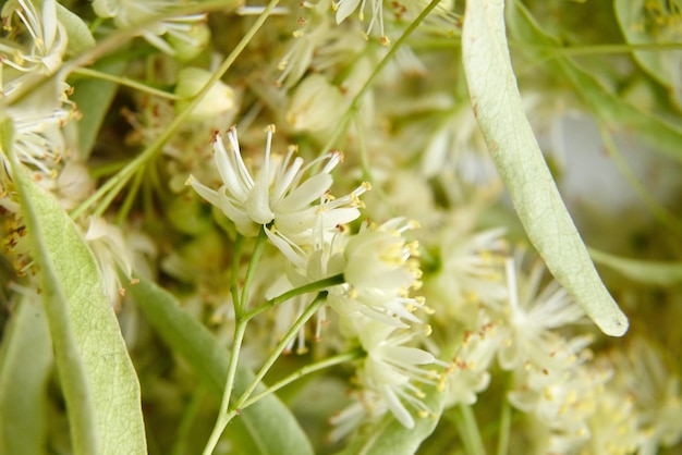 Lindenblüten viele frische Tilia-Blumen in der Nähe