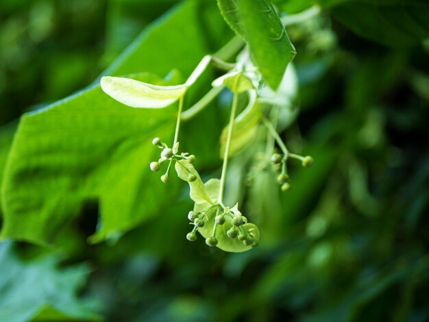 Lindenblütenstände von Lindenblüten vor der Blüte Allergiezeit Kräuterheiltee