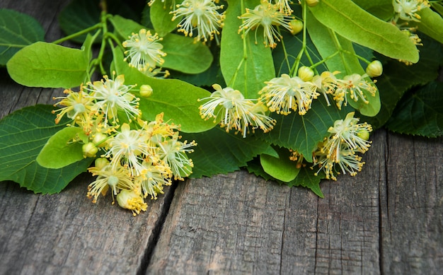 Lindenblumen auf dem Tisch