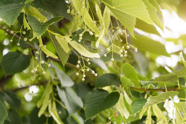 Lindenzweig mit Knospen. Lindenbaum im Park