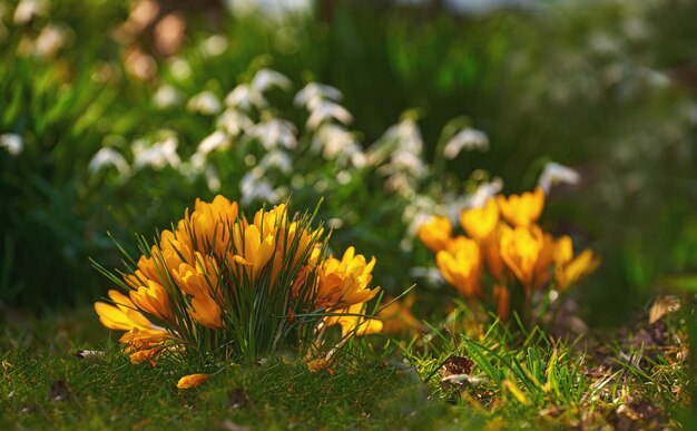 Lindo açafrão amarelo em flor Flores bonitas crescendo em um campo aberto ou prado em um parque público ou jardim formal Plantas brotando e crescendo Beleza na natureza durante a primavera ou verão