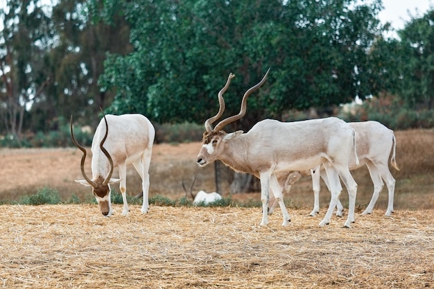 Lindo Addax em um fundo de árvores verdes