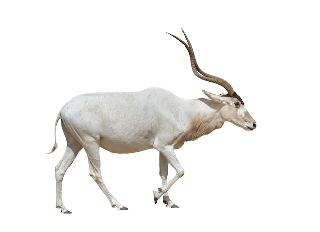 Lindo Addax isolado no fundo branco