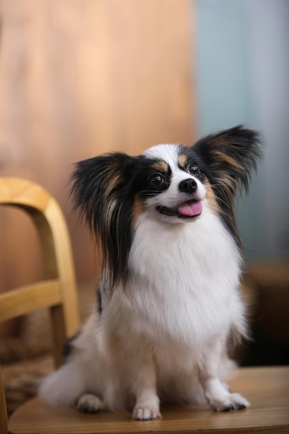 Lindo y adorable cachorro border collie