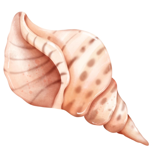 Lindo y adorable caparazón de tritón en acuarela dibujo a mano ilustración para el tema de la concha de verano