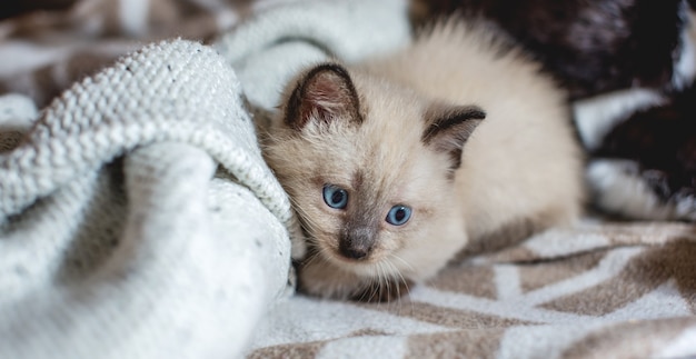 Lindo adorable gatito mullido con ojos azules se acuesta cómodamente y juega sobre una suave manta gris