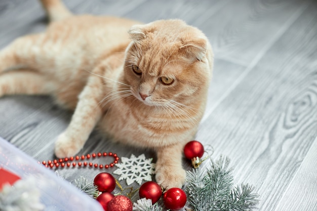 Un lindo y adorable gato británico jugando con bolas de navidad en casa, adornos navideños, gato navideño, año nuevo