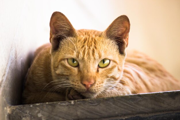 Lindo y adorable gato doméstico mirando hacia la cámara con ojos y bigotes amarillos brillantes