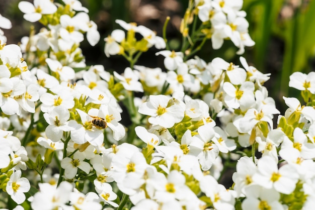 Lindo aglomerado de hesperis branco close-up em macro