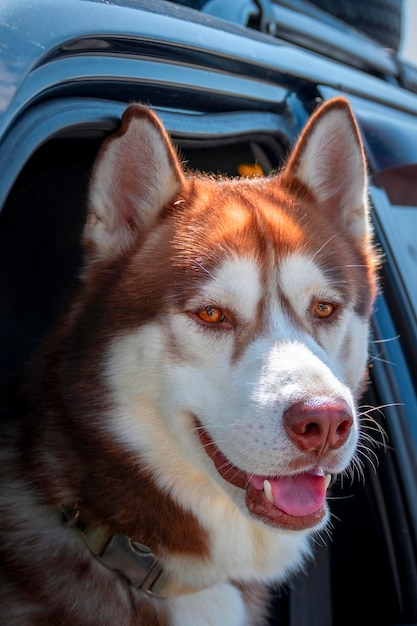 Lindo y alegre perro husky rojo se asoma por la ventana abierta de un auto y mira a la cámara