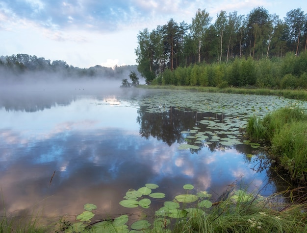 Lindo amanhecer com nevoeiro em um lago de floresta com nenúfares no verão no norte da europa