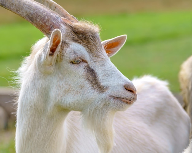 Lindo animal de estimação de cabra branca na fazenda