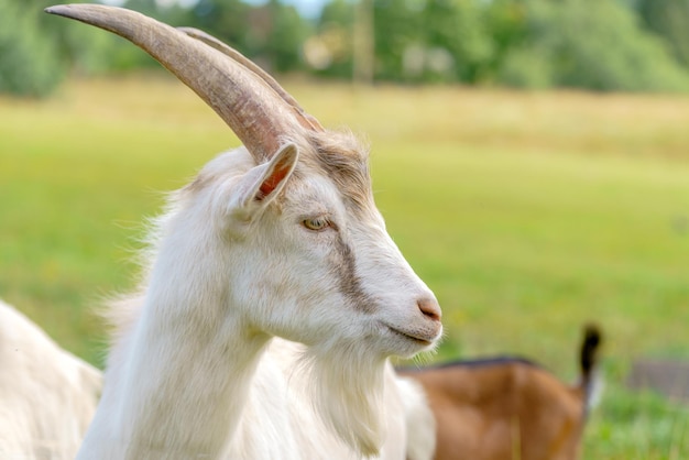 Lindo animal de estimação de cabra branca na fazenda