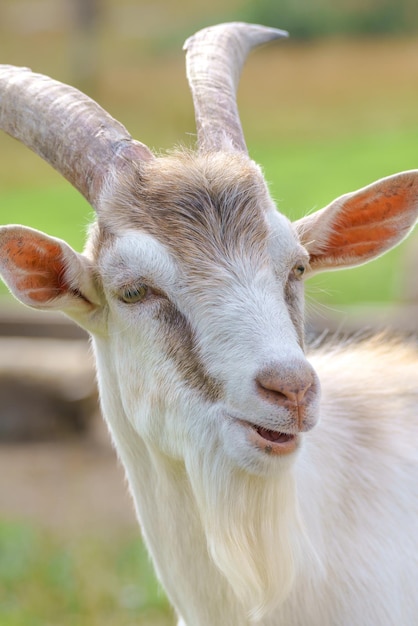 Lindo animal de estimação de cabra branca na fazenda
