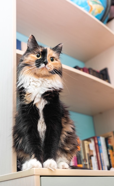 Lindo animal de estimação fofo gato fofo de três cores está sentado na estante de livros na sala. Animal de estimação doméstico favorito. Foco seletivo no gato. Orientação vertical.