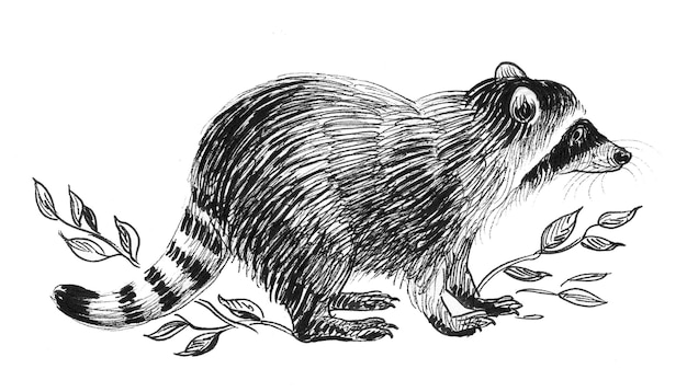 Lindo animal mapache. Dibujo a tinta en blanco y negro